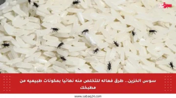 سوس الخزين.. طرق فعالة للتخلص منه نهائيا بمكونات طبيعية من مطبخك